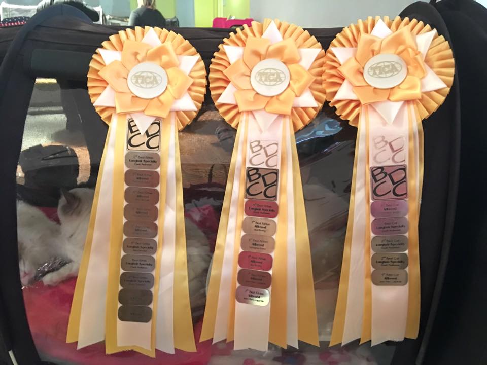 /images/Galeria/Kiállítások (Cat shows)/12642744_173088399725529_5535501972610314531_n.jpg